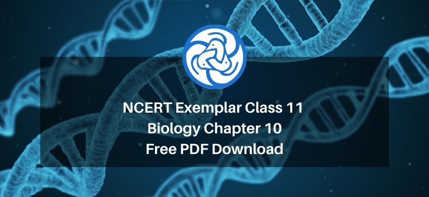 NCERT Exemplar Class 11 Biology Chapter 10 - Cell Cycle and Cell Division - Free PDF Download