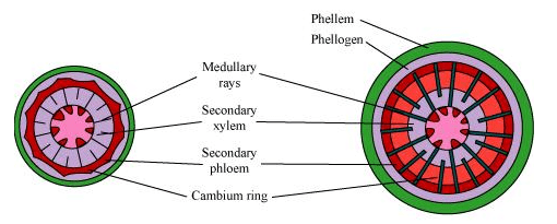 NCERT Solutions for Class 11 Biology chapter 6 Anatomy of Flowering Plant PDF Image 2